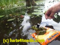 /home//u458753944/public_html/sourcegallery////Frogs/Bullfrogs 2016-08 Ontario/P8140137.JPG